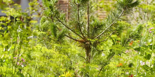 Les Herbes Folles - divers