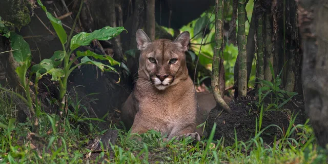 Zoo-refuge de Guyane